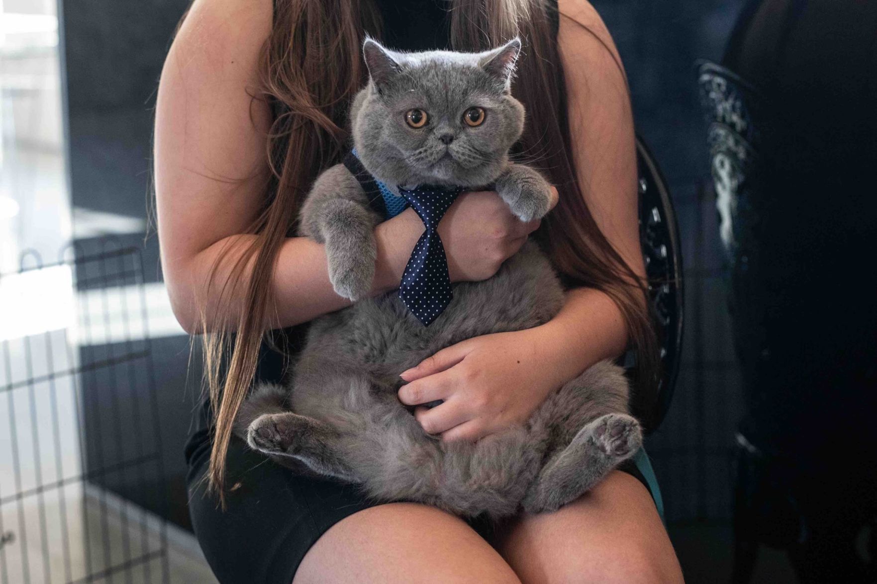 Michel the Cat